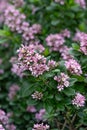 Pink Escallonia laevis Pink Elle, lilac-pink flowering shrub