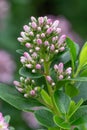 Pink Escallonia laevis Pink Elle, pink buds