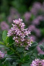 Pink Escallonia laevis Pink Elle, pink flowering evergreen