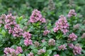 Pink Escallonia laevis Pink Elle, pink flowering shrub