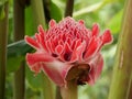 Pink Etlingera elatior in full bloom with lush green foliage in the backdrop in an outdoor setting