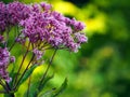 Pink Eupatorium flower blooms macro closeup. Royalty Free Stock Photo