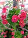 pink euphorbia flower petals