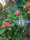 pink euphorbia flowers and white cat whiskers flowers in the garden