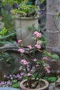 Pink Euphorbia Milii flower blooming
