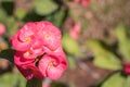 Pink euphorbia milii flower