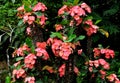 pink Euphorbia Milii flower