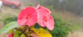 Pink Euphorbia Milii flowers close up -- Euphorbia milii flowers - Crown of Thorns Plants- Beautiful plants for home