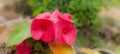 Pink Euphorbia Milii flowers close up -- Euphorbia milii flowers - Crown of Thorns Plants- Beautiful plants for home