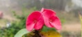 Pink Euphorbia Milii flowers close up -- Euphorbia milii flowers - Crown of Thorns Plants- Beautiful plants for home