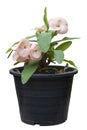 Pink Euphorbia milli or Crown of Thorns flower in black plastic pot isolated on white background. Royalty Free Stock Photo