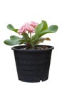 Pink Euphorbia milli or Crown of Thorns flower in black plastic pot isolated on white background. Royalty Free Stock Photo