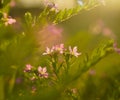 Pink European centaury Zeltnera Muhlenbergii blooming in warm light. Close up Royalty Free Stock Photo