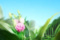 Pink Eustoma flower and green tropical leaf Royalty Free Stock Photo