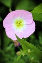 Pink evening primrose bloom with white eye and serrated green leaves Royalty Free Stock Photo