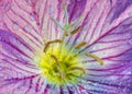 Pink Evening Primrose Flower