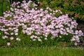 Pink Evening Primrose flowers Oenothera speciosa Royalty Free Stock Photo