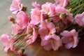 Pink Evening Primrose flowers