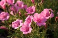 Pink Evening Primrose flowers