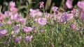 Pink evening primrose