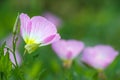 Pink Evening Primrose (oenothera speciosa) Royalty Free Stock Photo