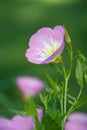 Pink Evening Primrose Royalty Free Stock Photo