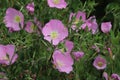 Pink Evening Primrose, Oenothera speciosa Pink Ladies. Royalty Free Stock Photo