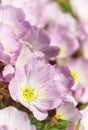 Pink Evening Primrose oenothera speciosa Royalty Free Stock Photo