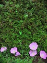 Pink Evening Primrose oenothera speciosa wildflowers blooming on spring meadow, closeup. Natural green background with copy space Royalty Free Stock Photo