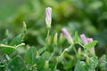 Pink Evening Primrose - Oenothera speciosa