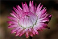Everlasting Flower on dark background Royalty Free Stock Photo