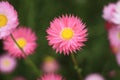 A pink everlasting flower in focus