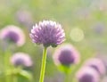 Pink Everlasting flowers