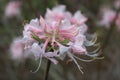 Pink Exbury Azalea blooming in springtime. Royalty Free Stock Photo