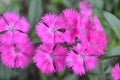 Pink excotic flower Royalty Free Stock Photo