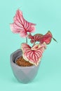 Pink exotic `Caladium Florida Sweetheart` plant in flower pot on blue background