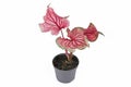 Pink exotic `Caladium Florida Sweetheart` plant in flower pot on white background