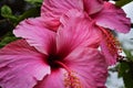 Pink exotic flower in spring garden Royalty Free Stock Photo