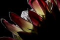 Pink exotic King protea flower macro still detail of petals isolated on a solid black background