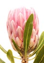 Pink exotic protea flower, cultivated as a cutflower isolated Royalty Free Stock Photo