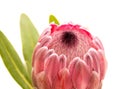 Pink exotic protea flower, cultivated as a cutflower Royalty Free Stock Photo