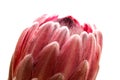 Pink exotic protea flower, cultivated as a cutflower Royalty Free Stock Photo