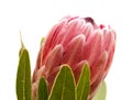 Pink exotic protea flower, cultivated as a cutflower Royalty Free Stock Photo