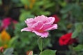 Pink exotic rose flower closeup on a Honduras national park La Ceiba Cuero y salado