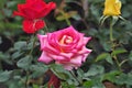 Pink exotic rose flower closeup on a Honduras national park La Ceiba Cuero y salado