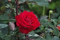 Red exotic rose flower closeup on a Honduras national park La Ceiba Cuero y salado