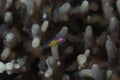 Pink-eye Goby Bryaninops natans Royalty Free Stock Photo