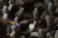 Pink-eye Goby Bryaninops natans Royalty Free Stock Photo