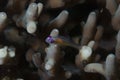 Pink-eye Goby Bryaninops natans Royalty Free Stock Photo