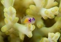 Pink eye goby Royalty Free Stock Photo